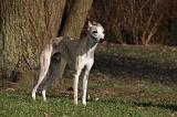 WHIPPET 394